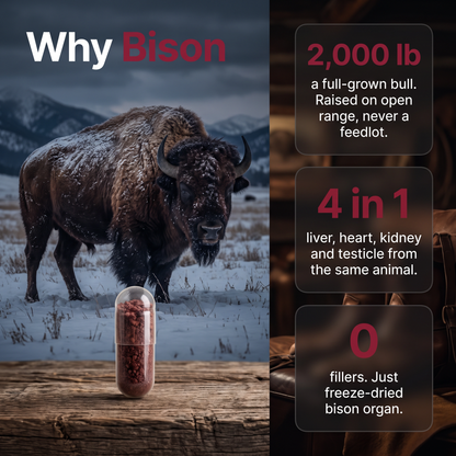 Why free-range American bison
